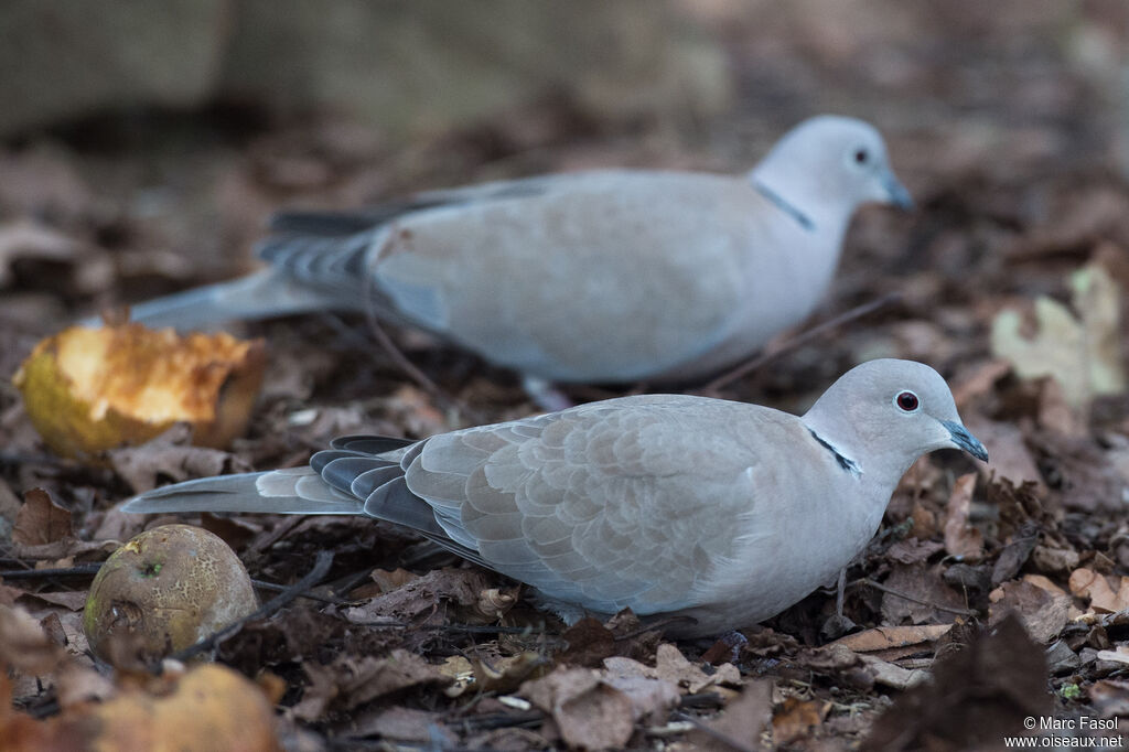 Eurasian Collared Doveadult post breeding