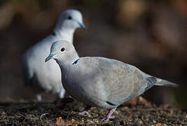 Eurasian Collared Dove