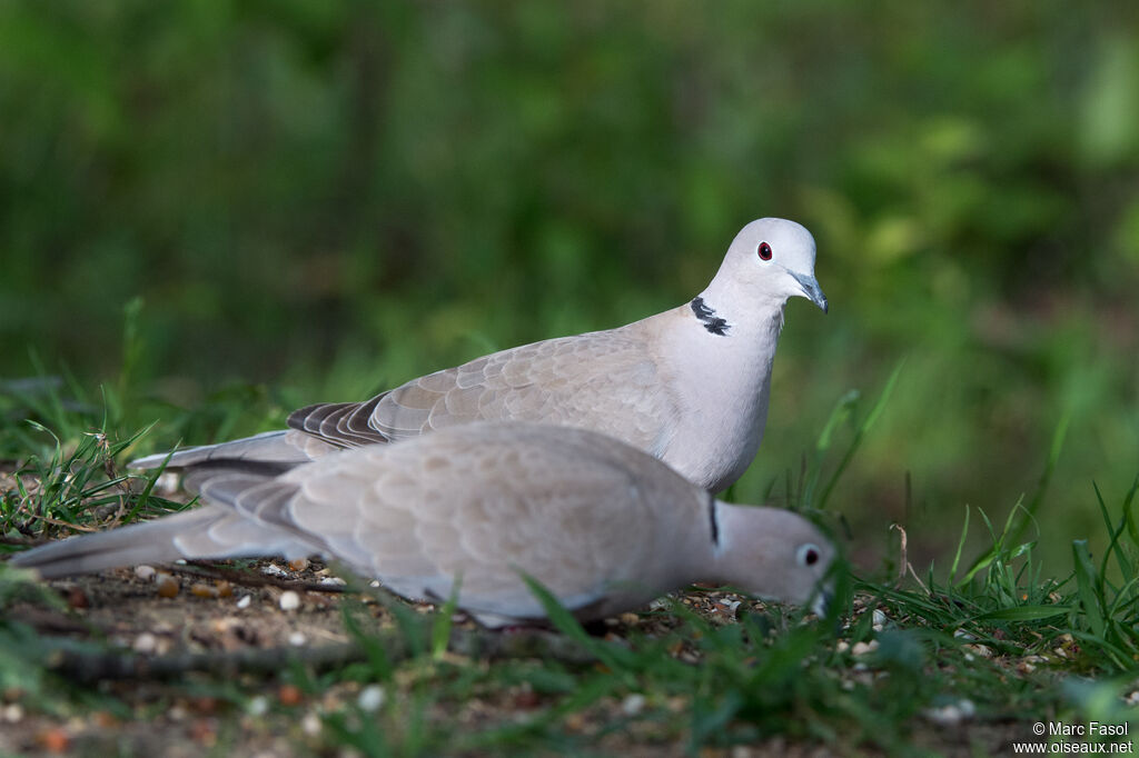 Eurasian Collared Doveadult, feeding habits