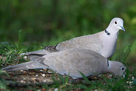 Eurasian Collared Dove