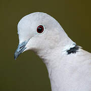 Eurasian Collared Dove