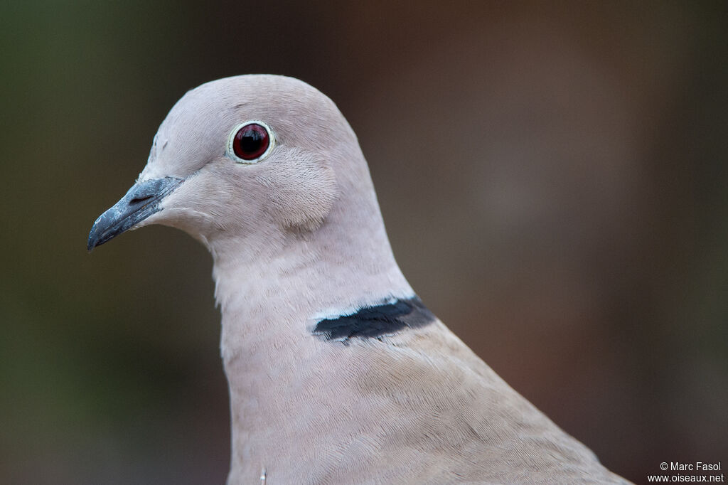 Eurasian Collared Doveadult, close-up portrait