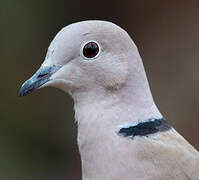 Eurasian Collared Dove