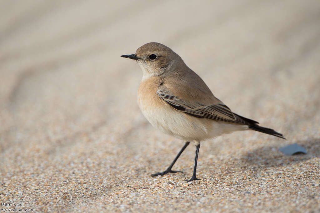 Desert Wheatear female First year, identification