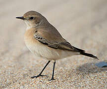 Desert Wheatear