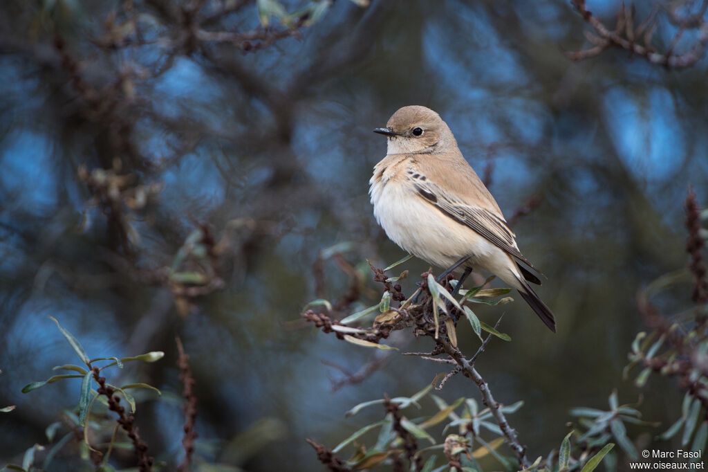 Traquet du désert femelle 1ère année, identification