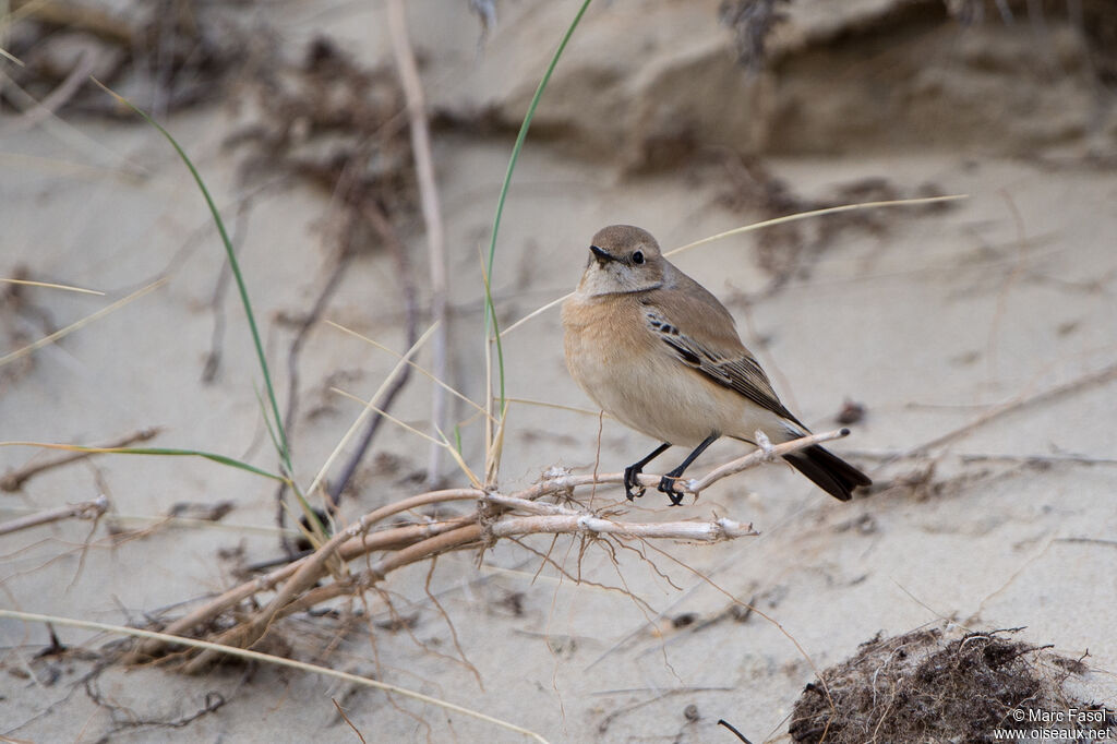 Traquet du désert femelle 1ère année, identification