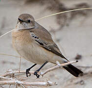 Desert Wheatear