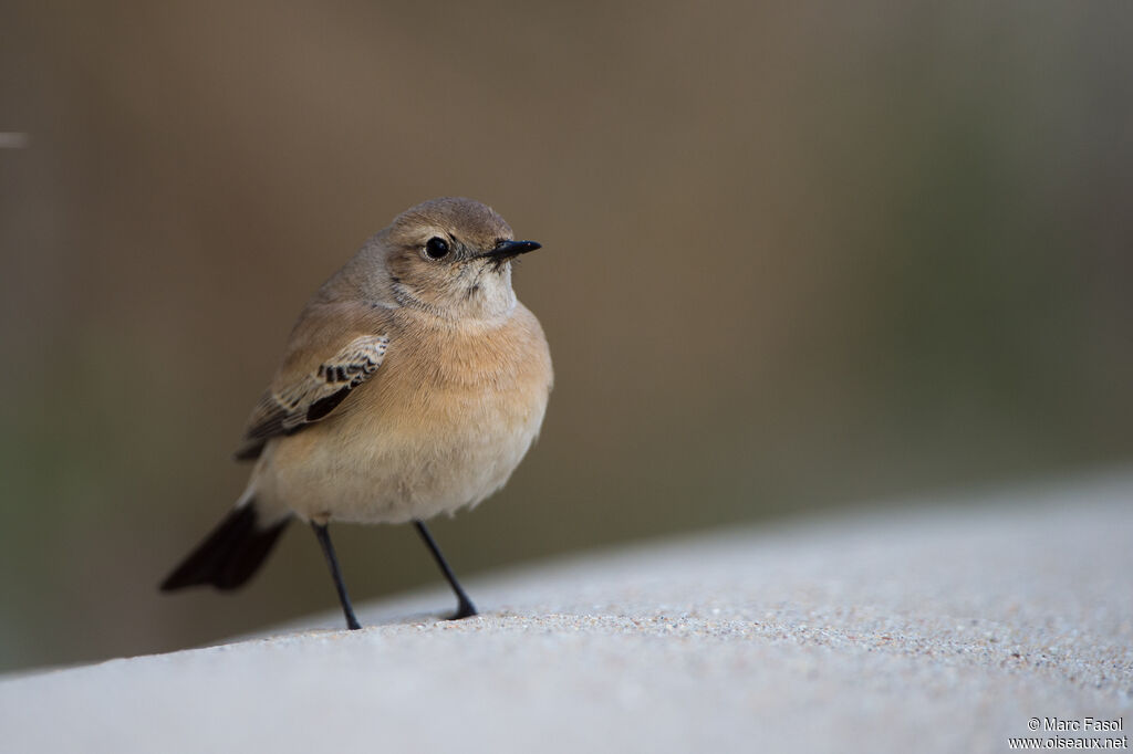 Desert Wheatear female First year, identification