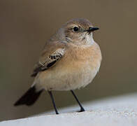 Desert Wheatear