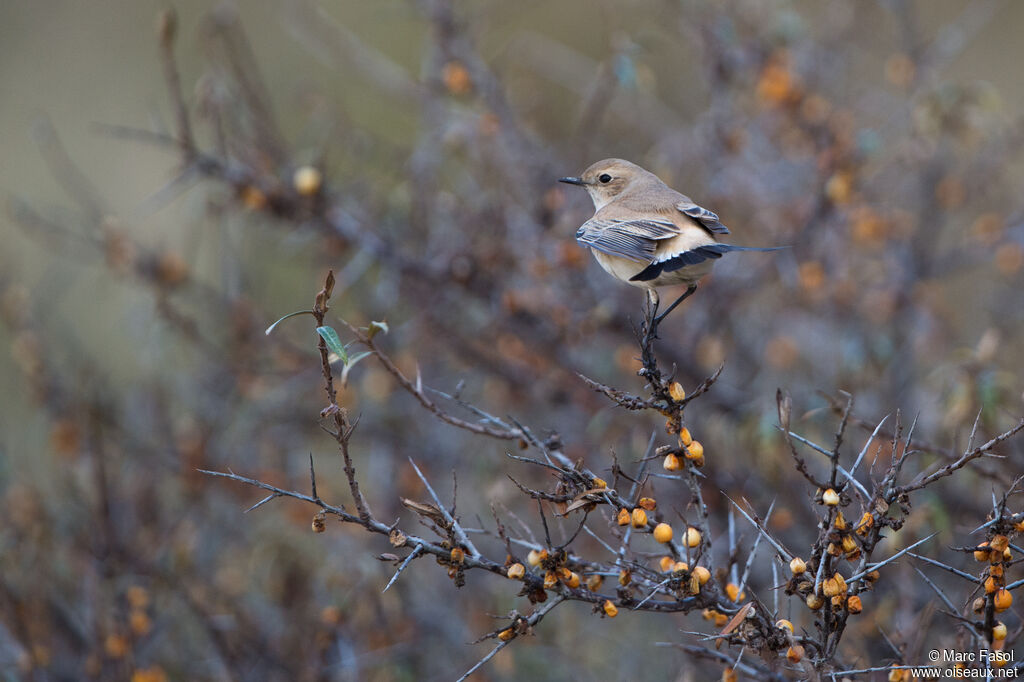 Desert Wheatear female First year, identification