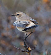 Desert Wheatear