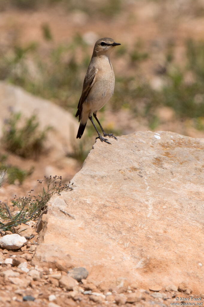 Isabelline Wheatear