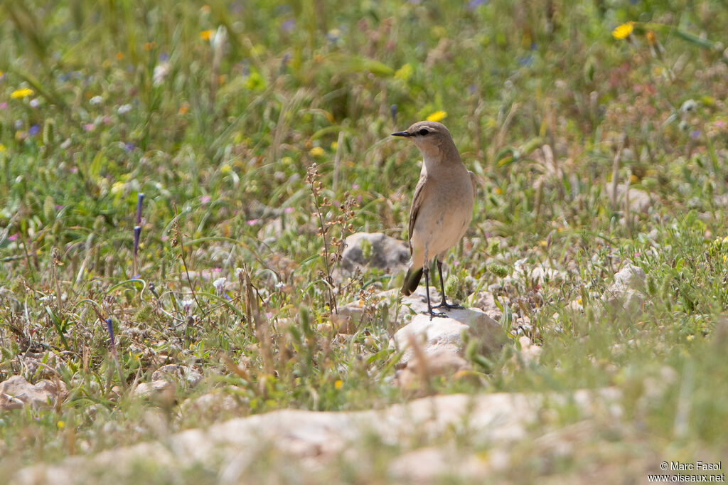 Isabelline Wheatear