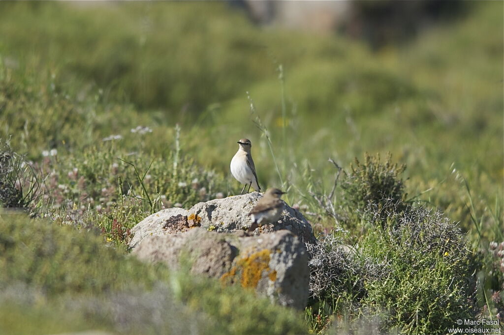 Isabelline Wheatearadult breeding