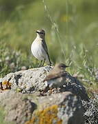 Isabelline Wheatear