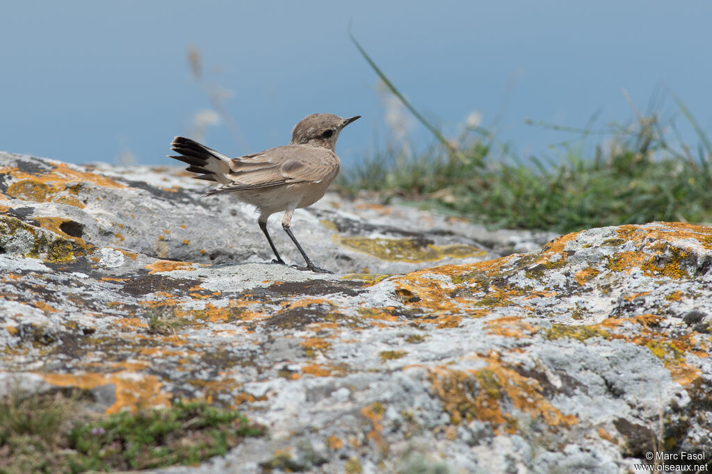 Traquet isabelleadulte, identification