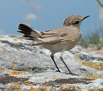 Isabelline Wheatear