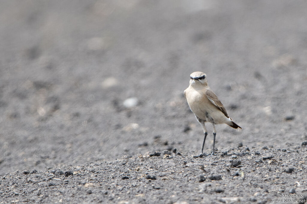 Isabelline Wheatear male adult breeding, identification