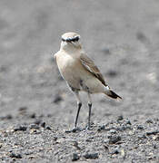 Isabelline Wheatear