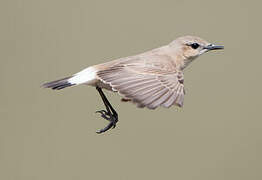 Isabelline Wheatear