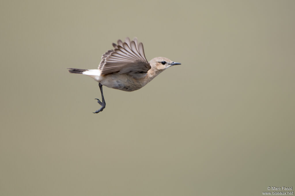 Isabelline Wheatear female adult breeding, Flight, courting display