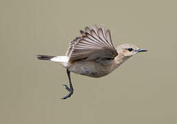 Isabelline Wheatear