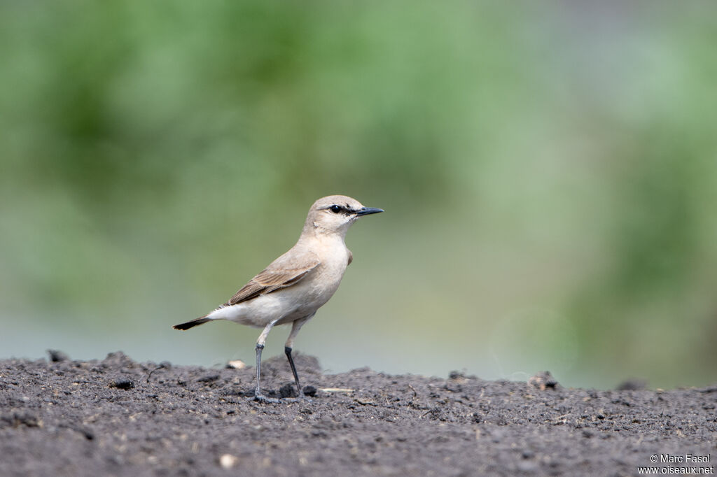 Isabelline Wheatear male adult breeding, identification