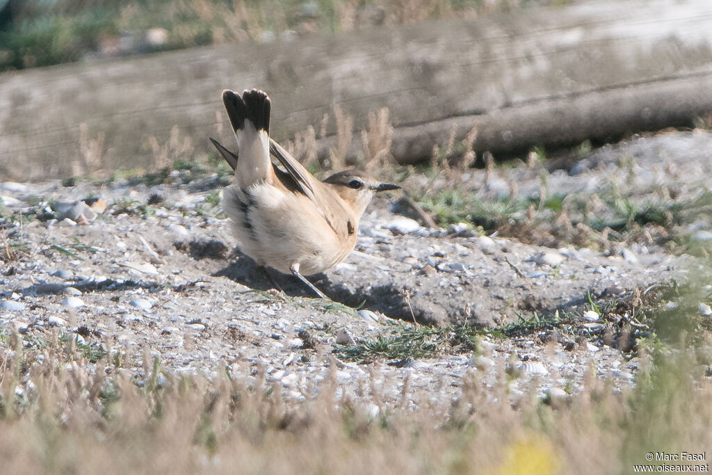 Isabelline Wheatear, identification