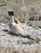 Isabelline Wheatear