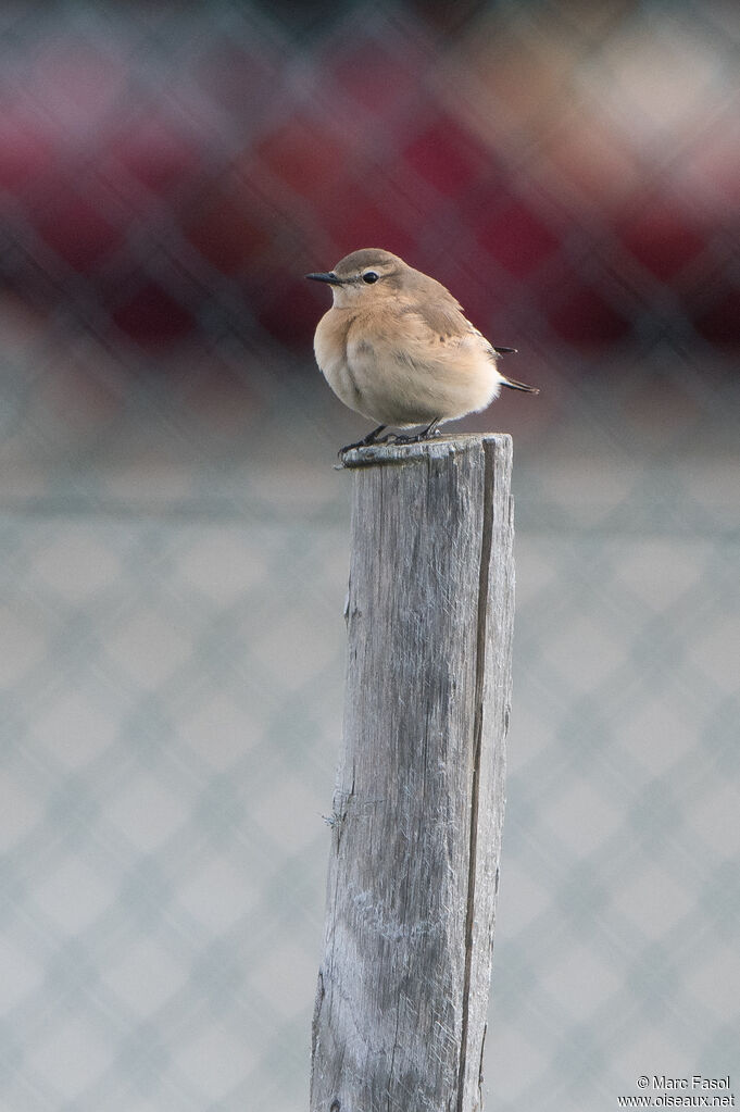 Isabelline Wheatear, identification