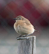 Isabelline Wheatear