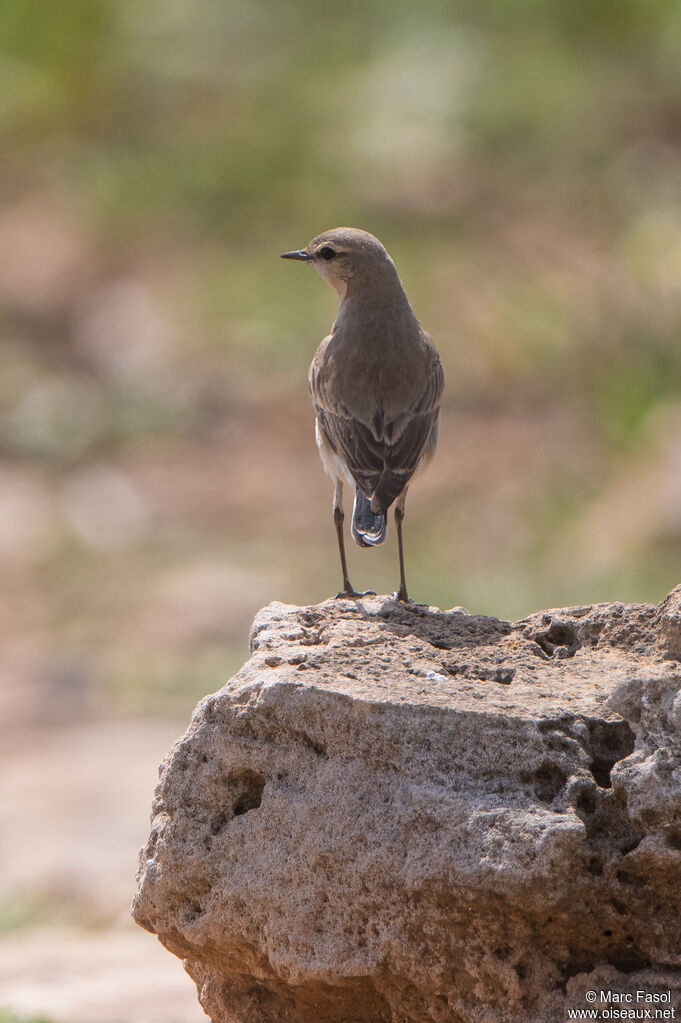 Isabelline Wheatear