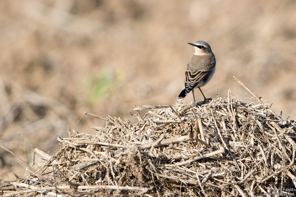 Traquet motteux mâle, identification