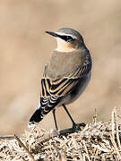 Northern Wheatear