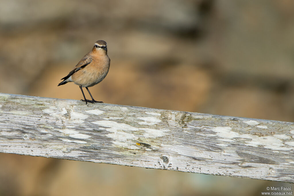 Northern Wheatear male adult post breeding