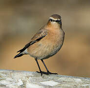 Northern Wheatear