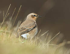 Northern Wheatear