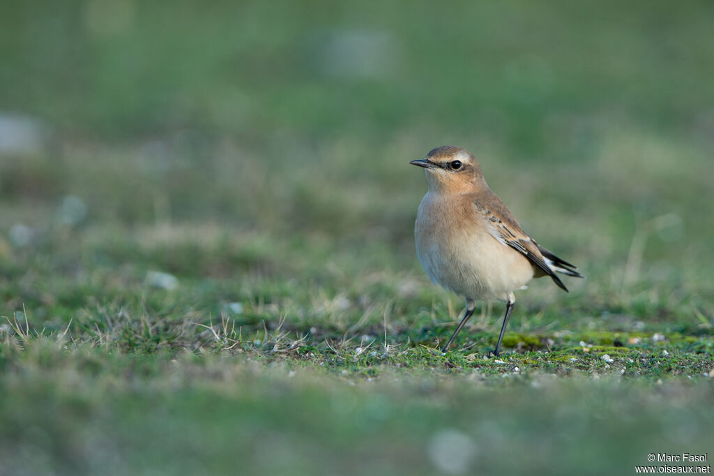 Northern Wheatear female adult post breeding, identification