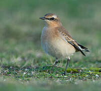 Northern Wheatear