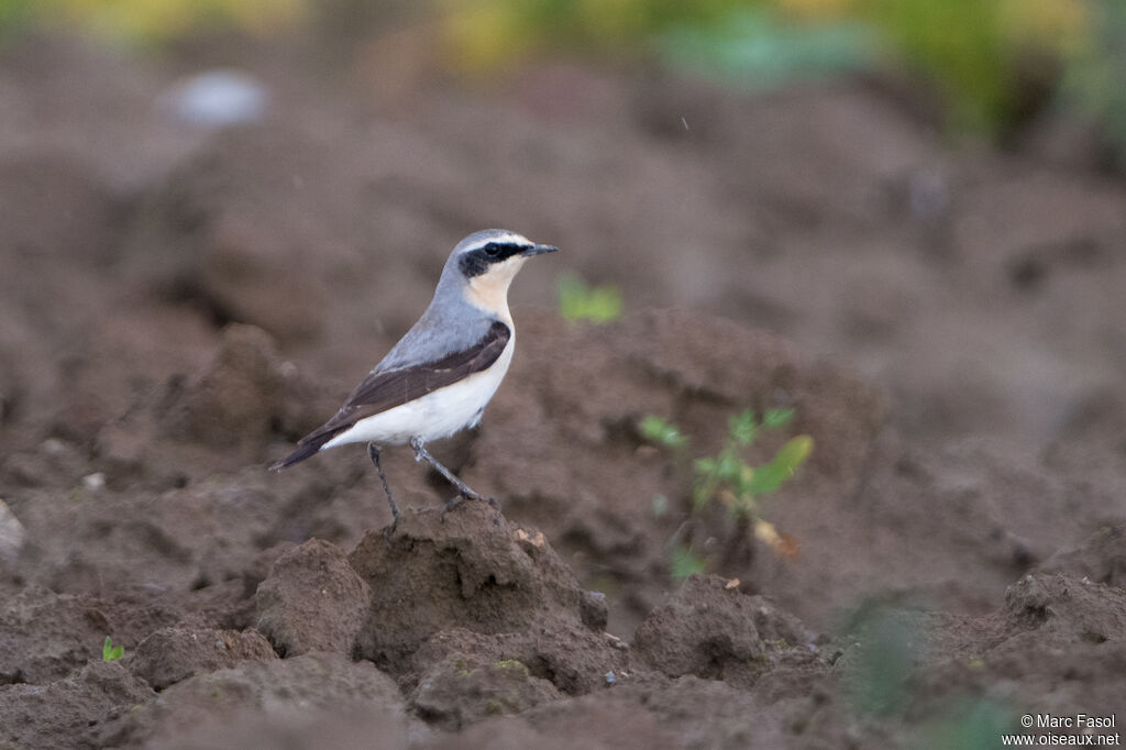 Northern Wheatear male adult breeding, identification