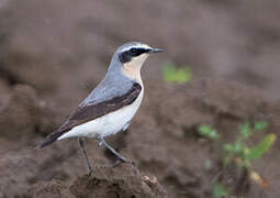 Northern Wheatear