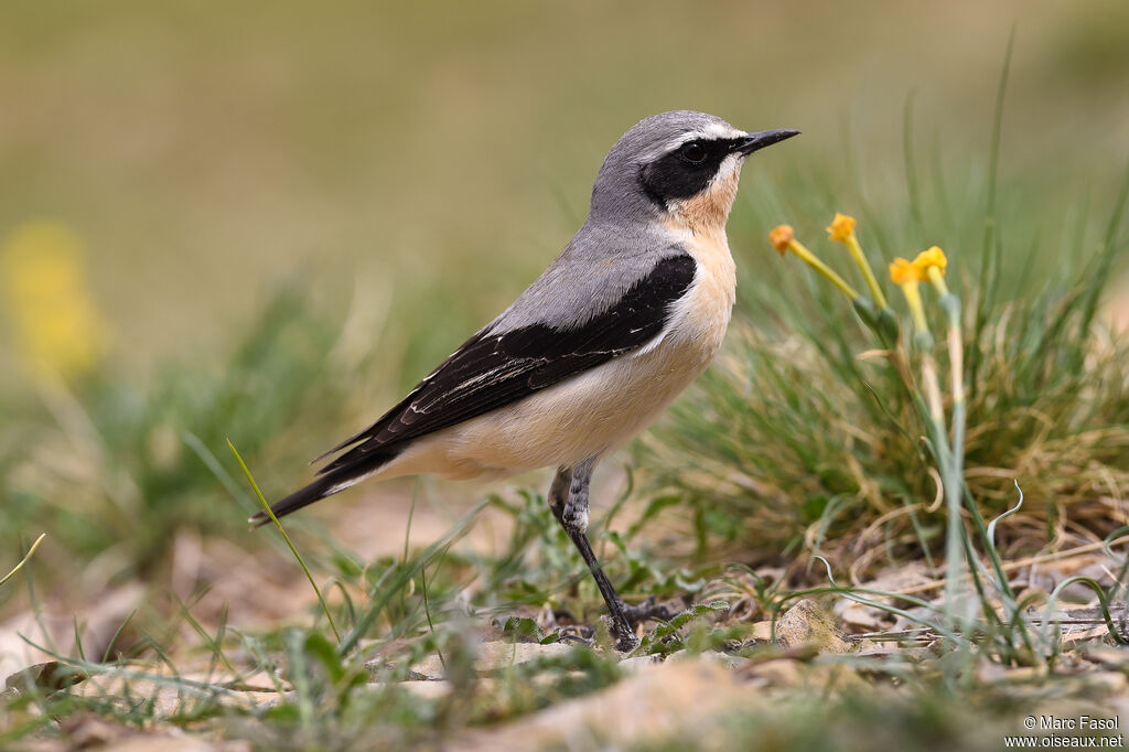 Northern Wheatear male adult breeding, identification