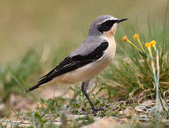 Northern Wheatear