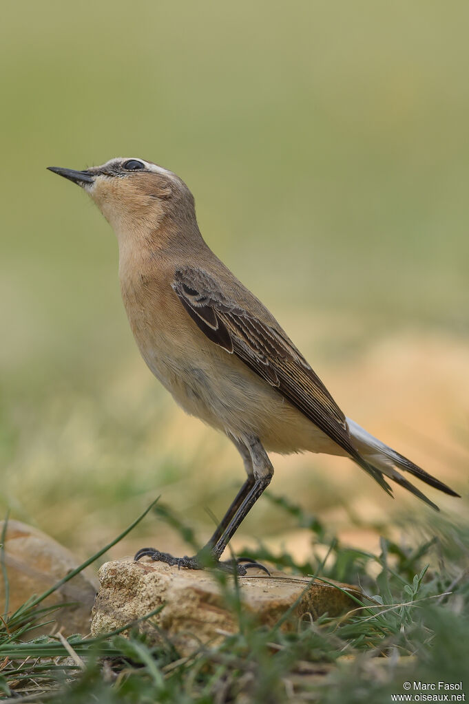 Northern Wheatear female adult breeding, identification