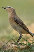 Northern Wheatear