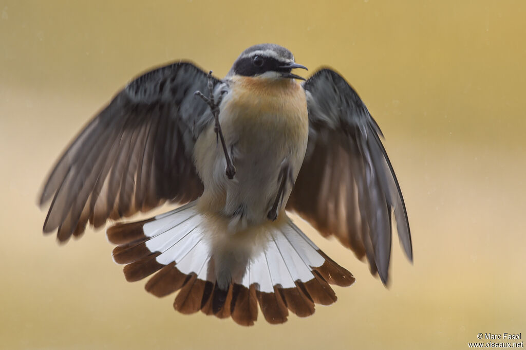 Northern Wheatear male adult breeding, Flight