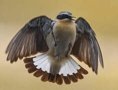 Northern Wheatear