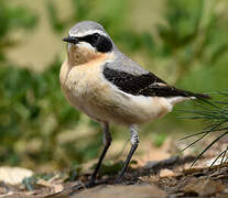 Northern Wheatear