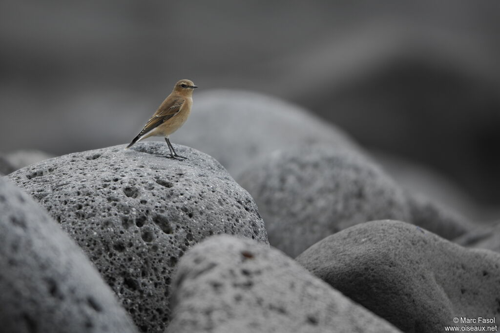 Traquet motteuxjuvénile, identification